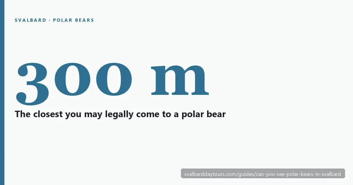 Polar bears in Svalbard: no day tour from Longyearbyen can promise a sighting