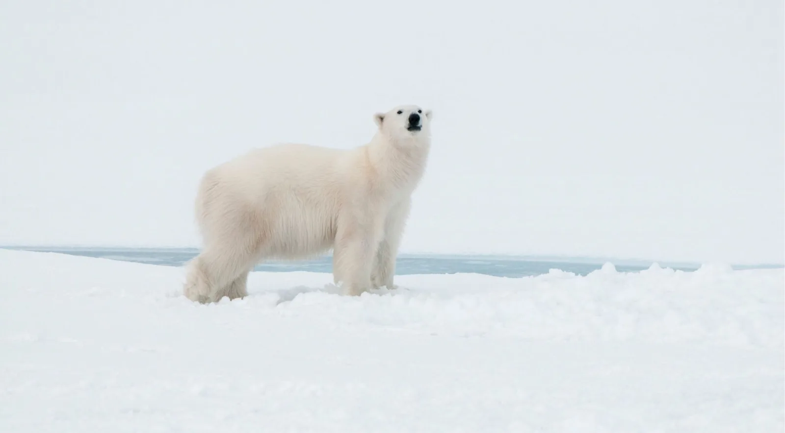 Polar bear standing on sea ice at the edge of open water in Svalbard