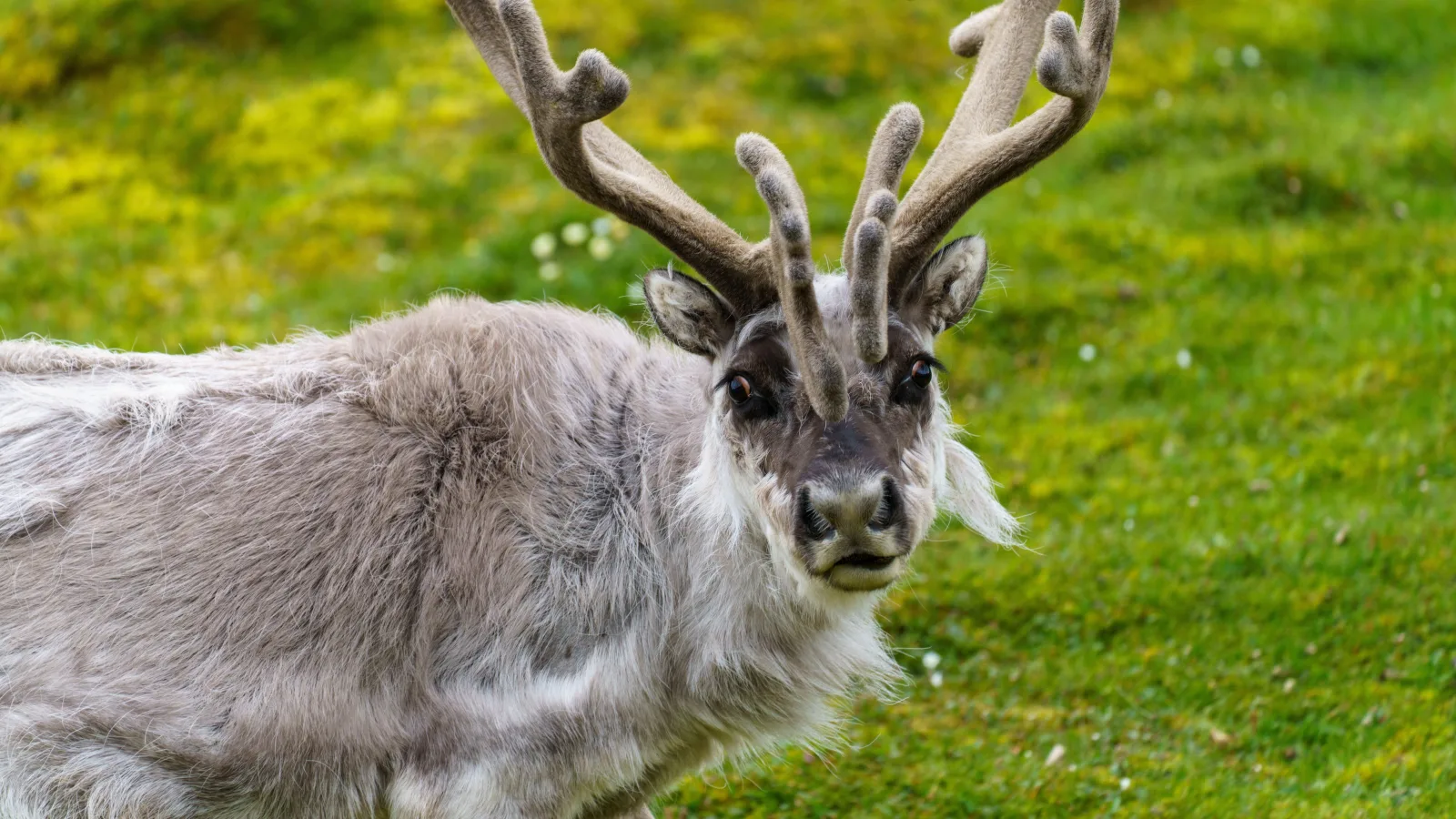 A Svalbard reindeer with velvet antlers grazing on summer tundra