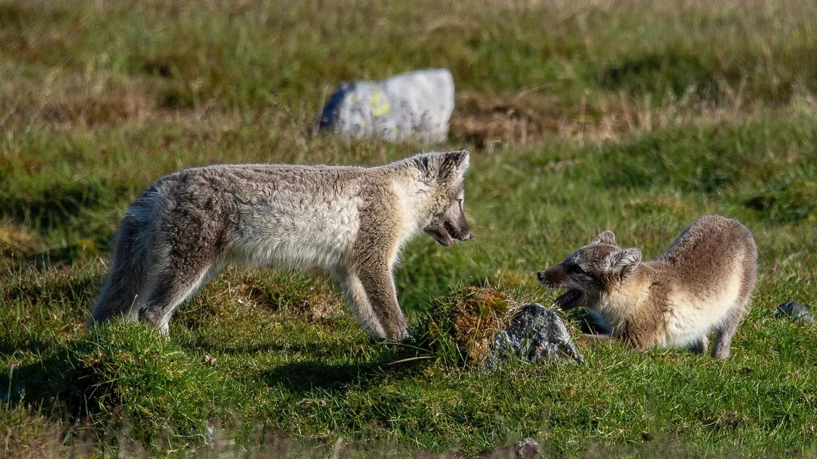 Two Arctic foxes facing each other on green summer tundra near the coast