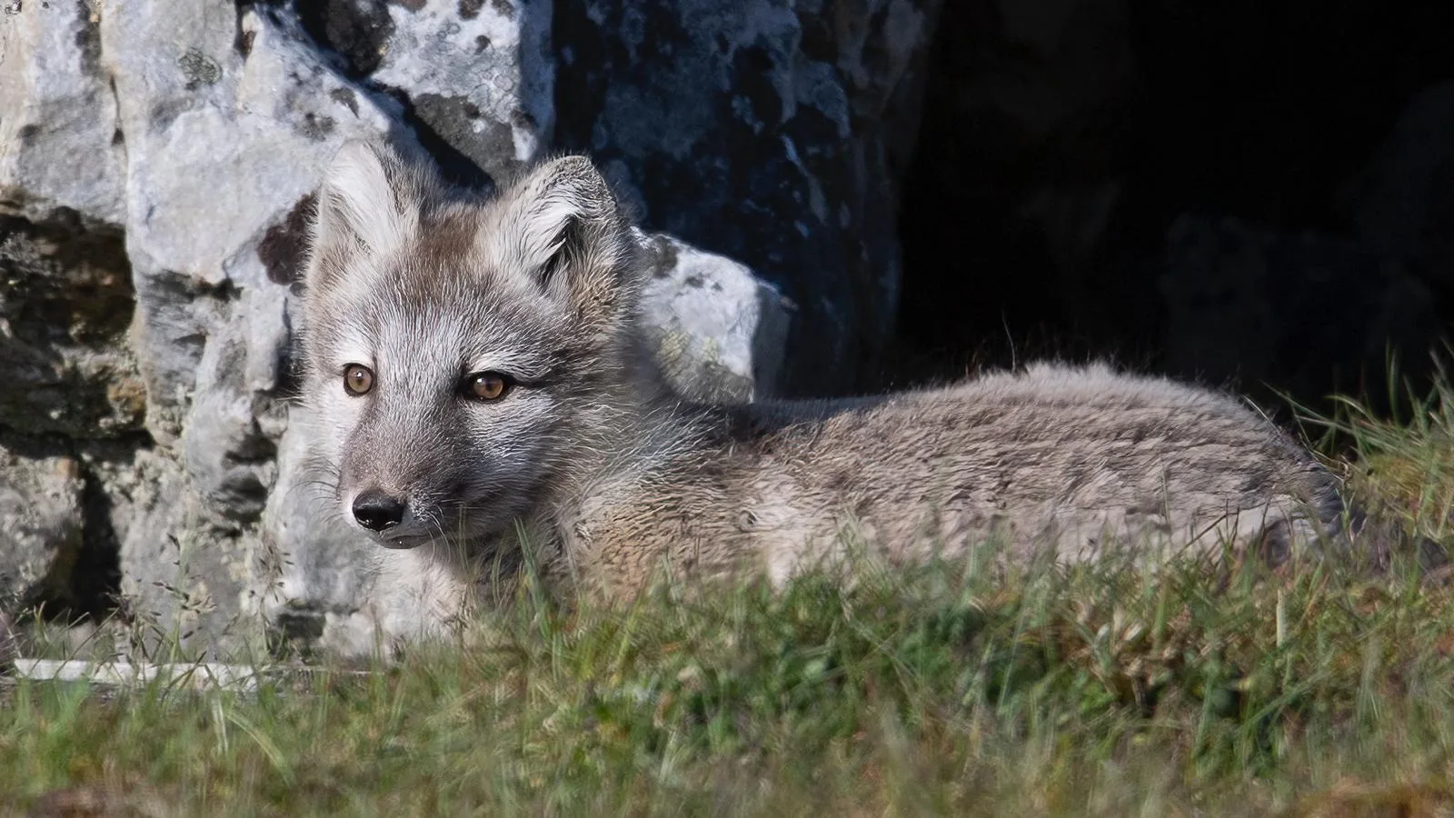 An Arctic fox resting in the grass at the foot of a pale rock outcrop