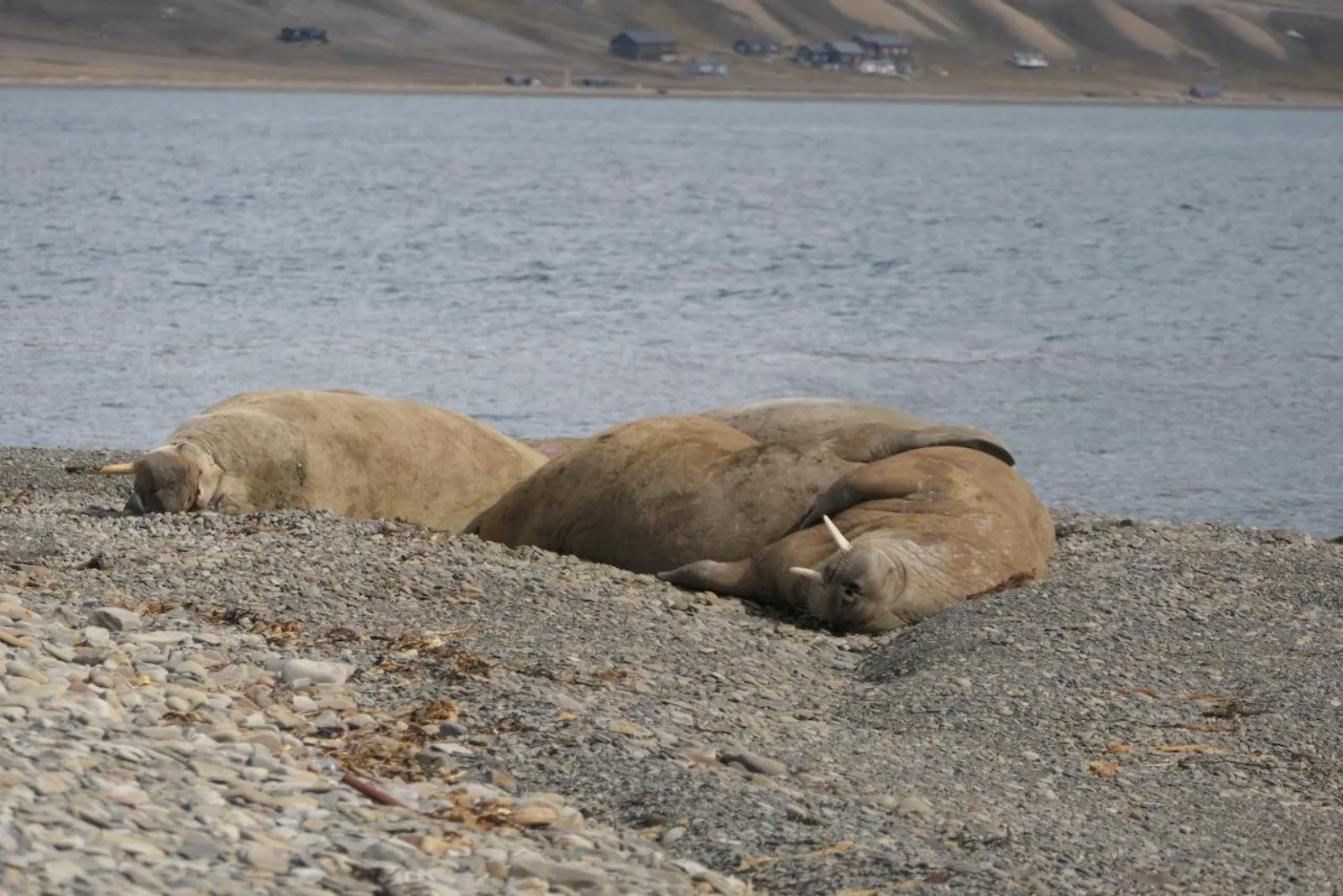 Two walruses hauled out on the gravel shore with Longyearbyen across the water