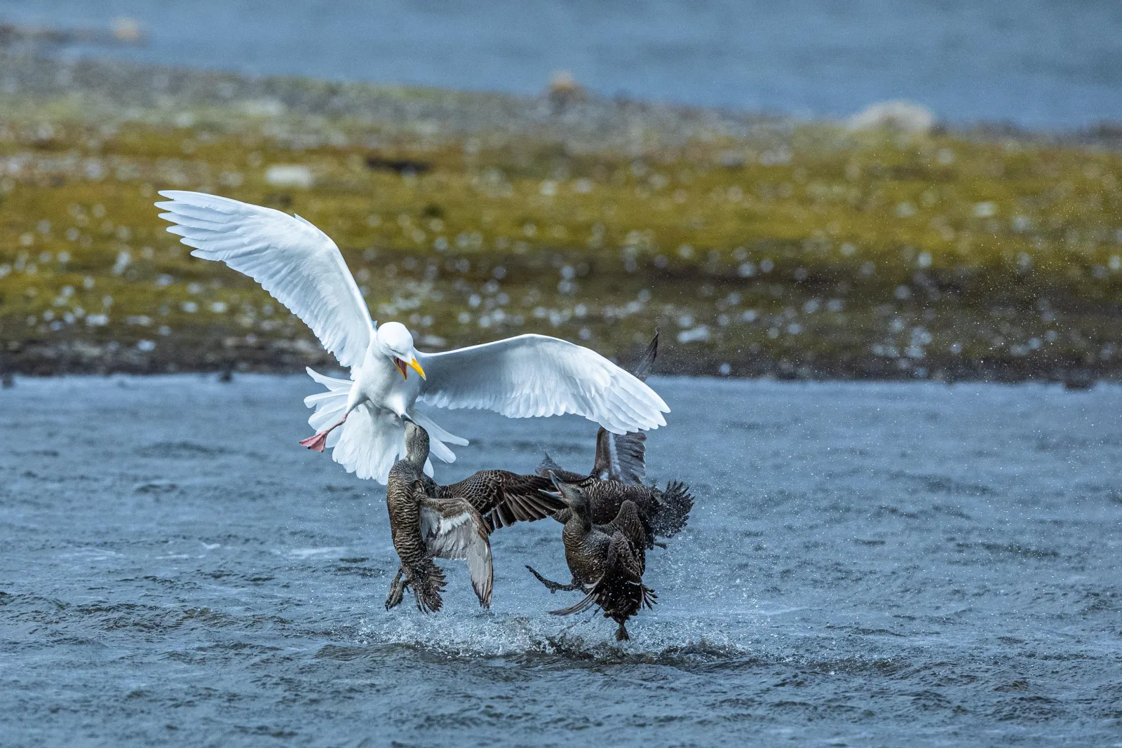 A glaucous gull driving off two eider ducks in a spray of water off the Svalbard shore