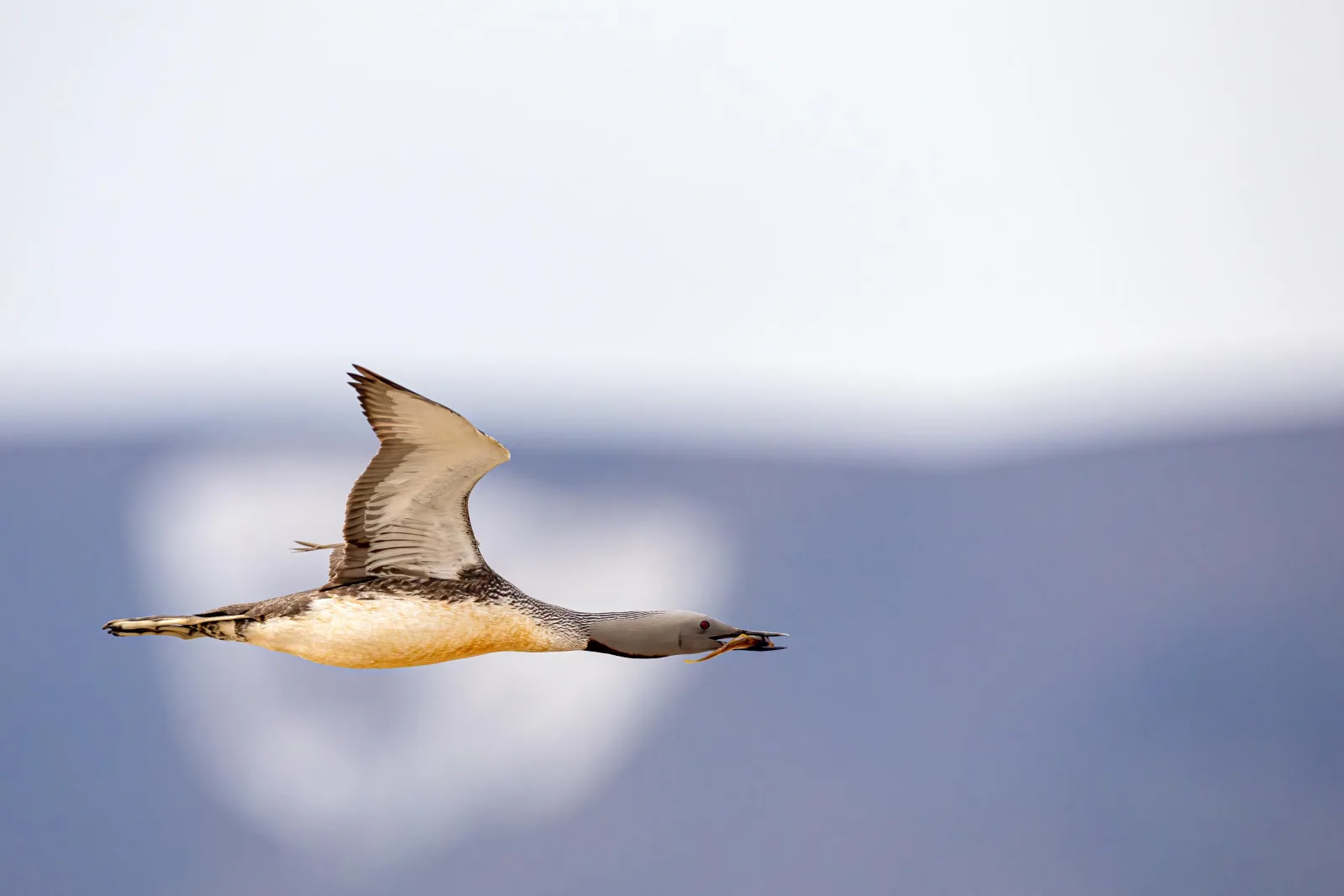 A red-throated diver in level flight against the pale blue of a Svalbard fjord
