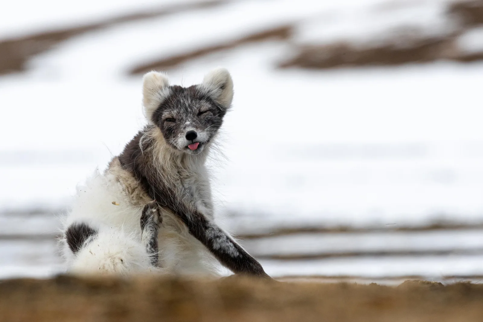 An Arctic fox in patchy moulting coat sitting on the tundra between snow patches