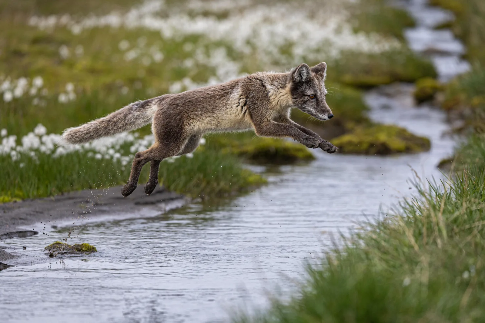 An Arctic fox mid-leap over a meltwater stream through cotton-grass and moss