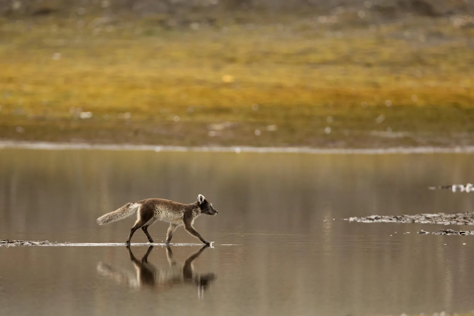 Longyearbyen: Wildlife Safari & Slow Hiking Photography Tour